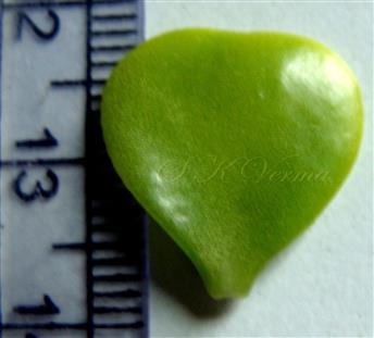  Leaf